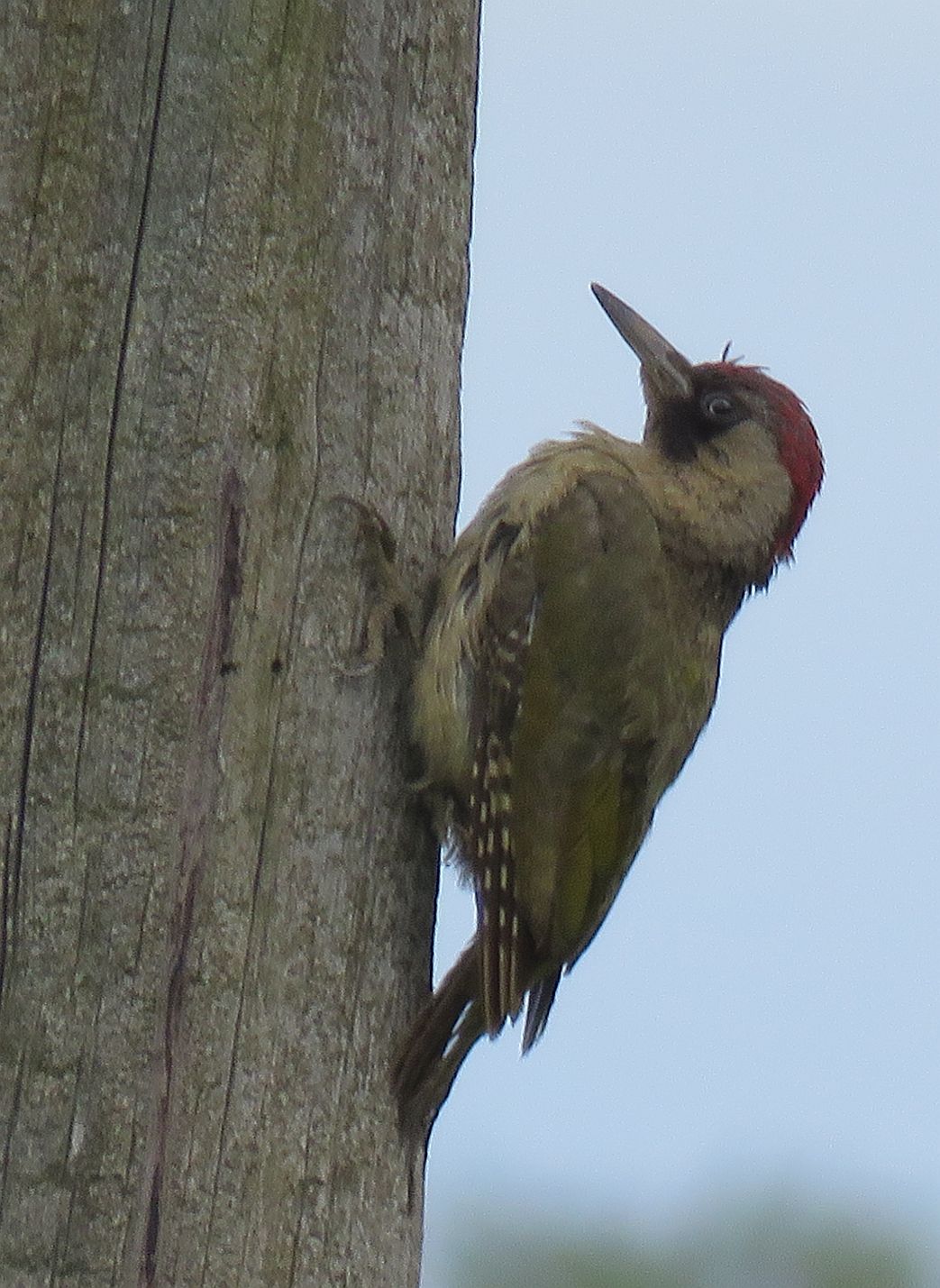  Green Woodpecker